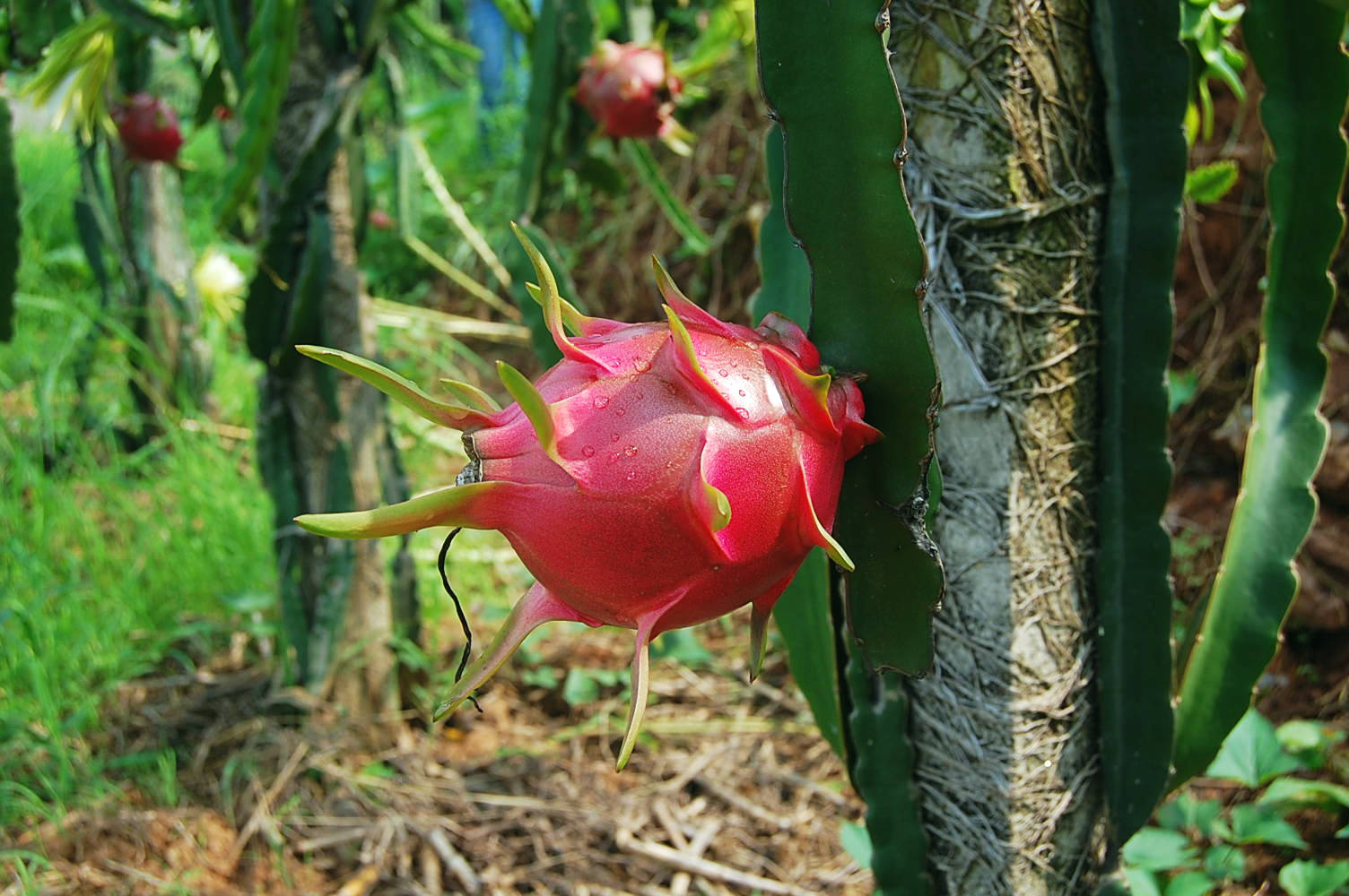 吃火龙果的好处,一定记住空腹不能吃!