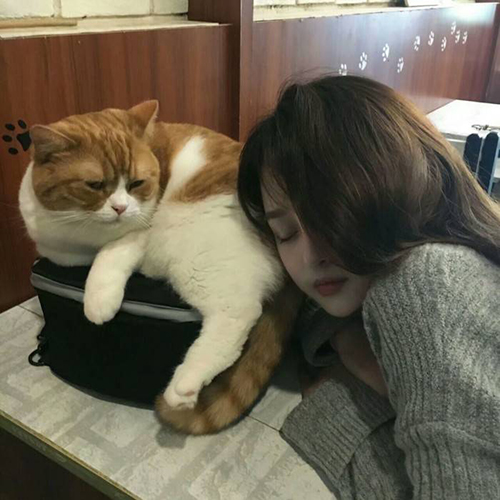 「女生头像」美女与猫系列头像 听说喜欢养猫的都是长的好看的
