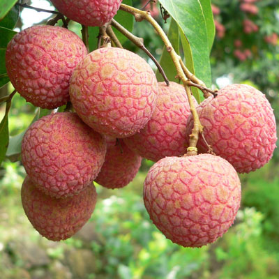 荔枝大量上市,哪些产地的荔枝是你最喜欢吃的!