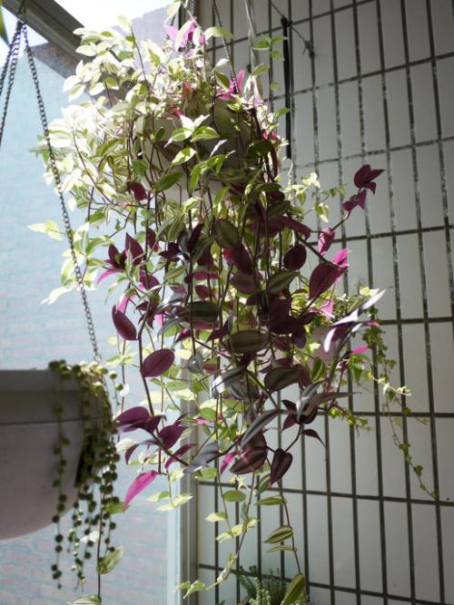 吊竹梅扦插有技巧,学会这一招,1周就能长新根,3个月爆盆!