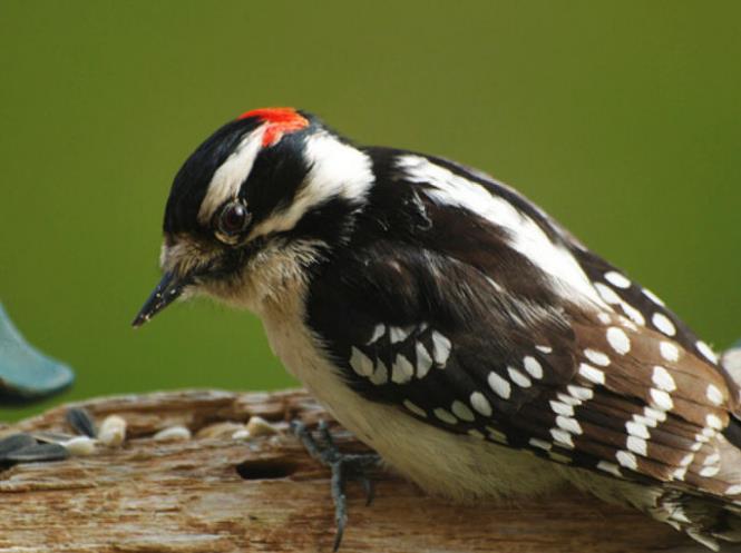 帝啄木鸟,生活在墨西哥地区的这一种啄木鸟曾是啄木鸟家族中体型最大
