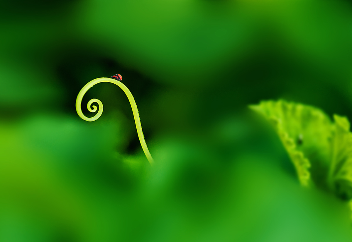 炎炎夏日降暑吃西瓜