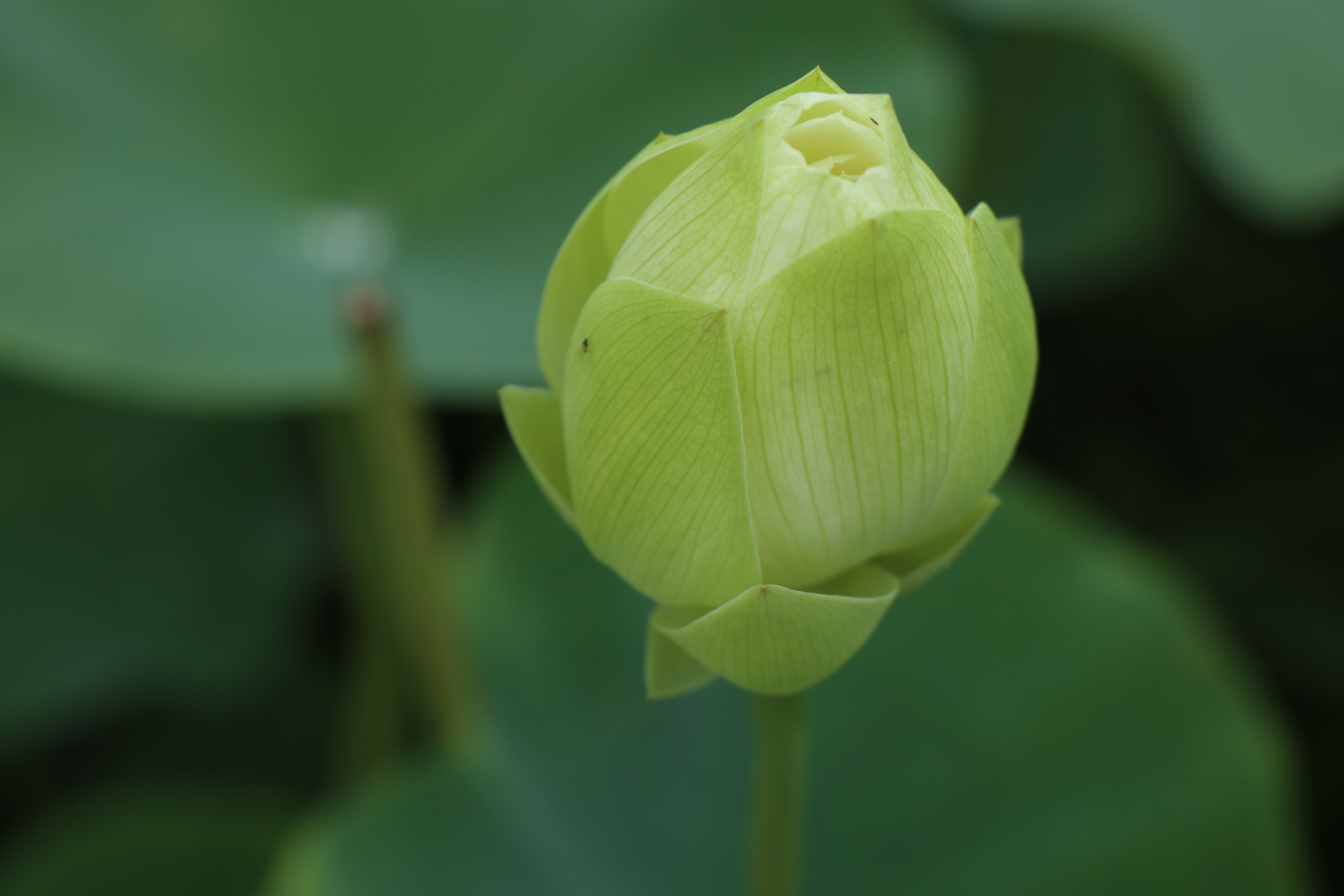 莲蓬青青蕊黄金,莲子如心. 转载自百家号作者:恒生妙趣