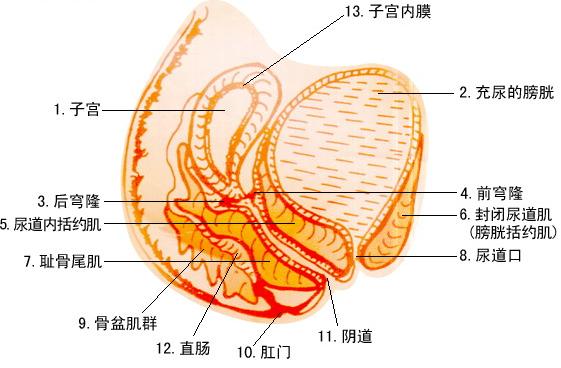 女性没了子宫会有什么影响