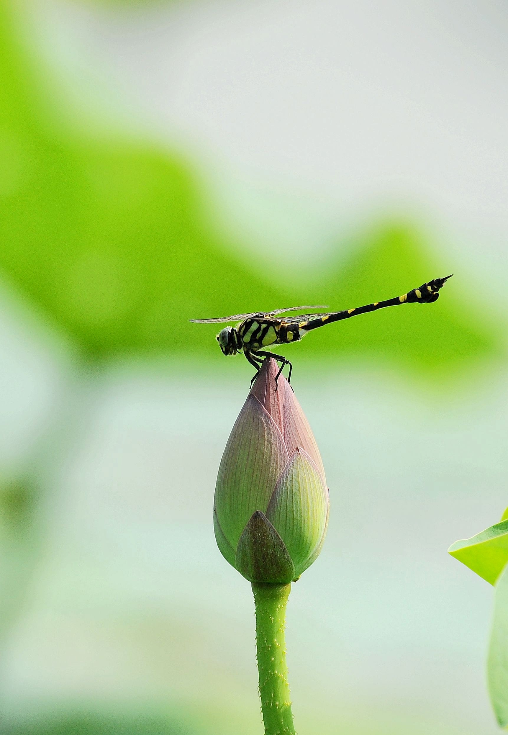 才露尖尖角,蜻蜓立上头