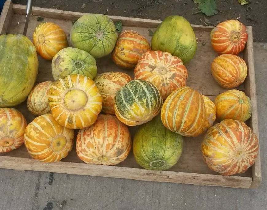 这个瓜名字特别有意思,叫"老头乐""奶奶哼""噎死狗",这种瓜十分的沙软