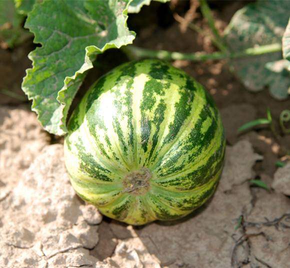 这个瓜名字特别有意思,叫"老头乐""奶奶哼""噎死狗",这种瓜十分的沙软