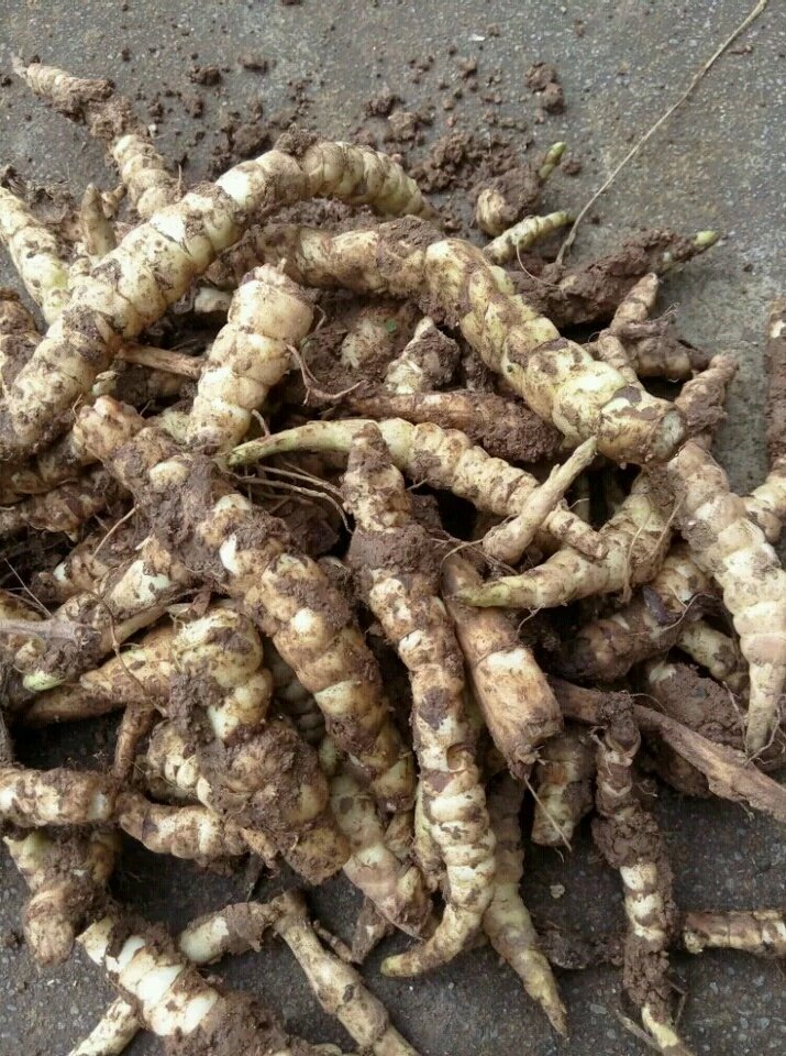 农村这种长在旱地里的藕,美味营养,堪比冬虫夏草,还能降血糖!