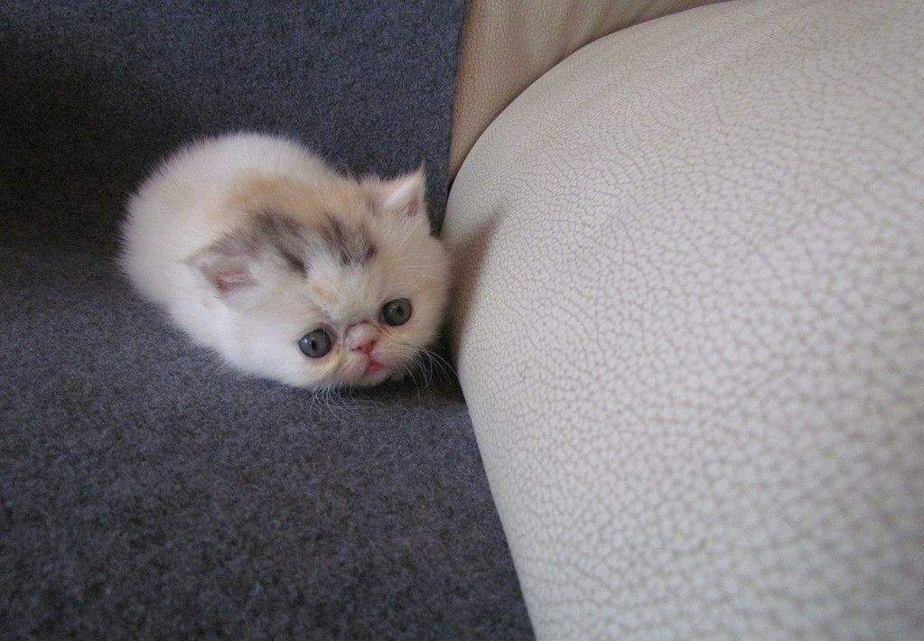 小猫崽来袭,你家还缺猫吗?