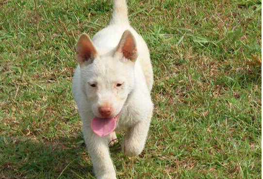 中国十大名犬之一下司犬,宠物界的全能猎手,它捕猎能力怎么样?