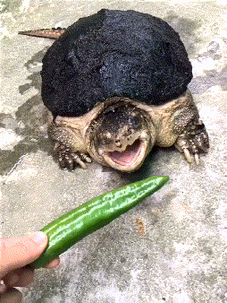 男子给乌龟吃辣椒,测试它的反应速度,网友:手机差点掉厕所了