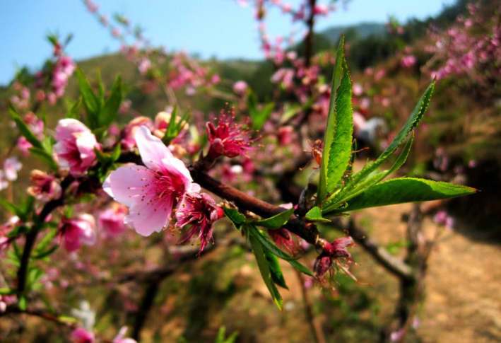 在老屋门前的桃树下乘凉