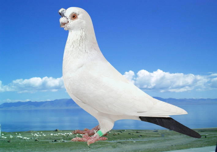 古话云"一鸽胜九鸡",鸽子这样做营养更佳!