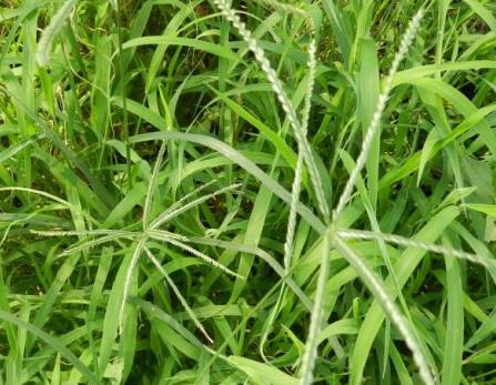 它名叫"牛筋草",生命力非常强,而且牢牢地抓地,用拔的很费劲才能拔掉