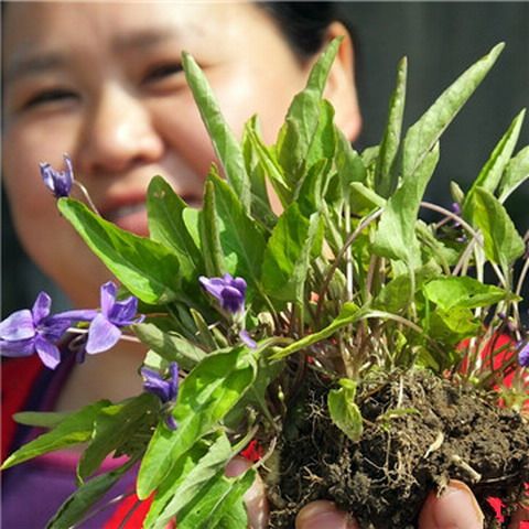 草药耗子头图片图片