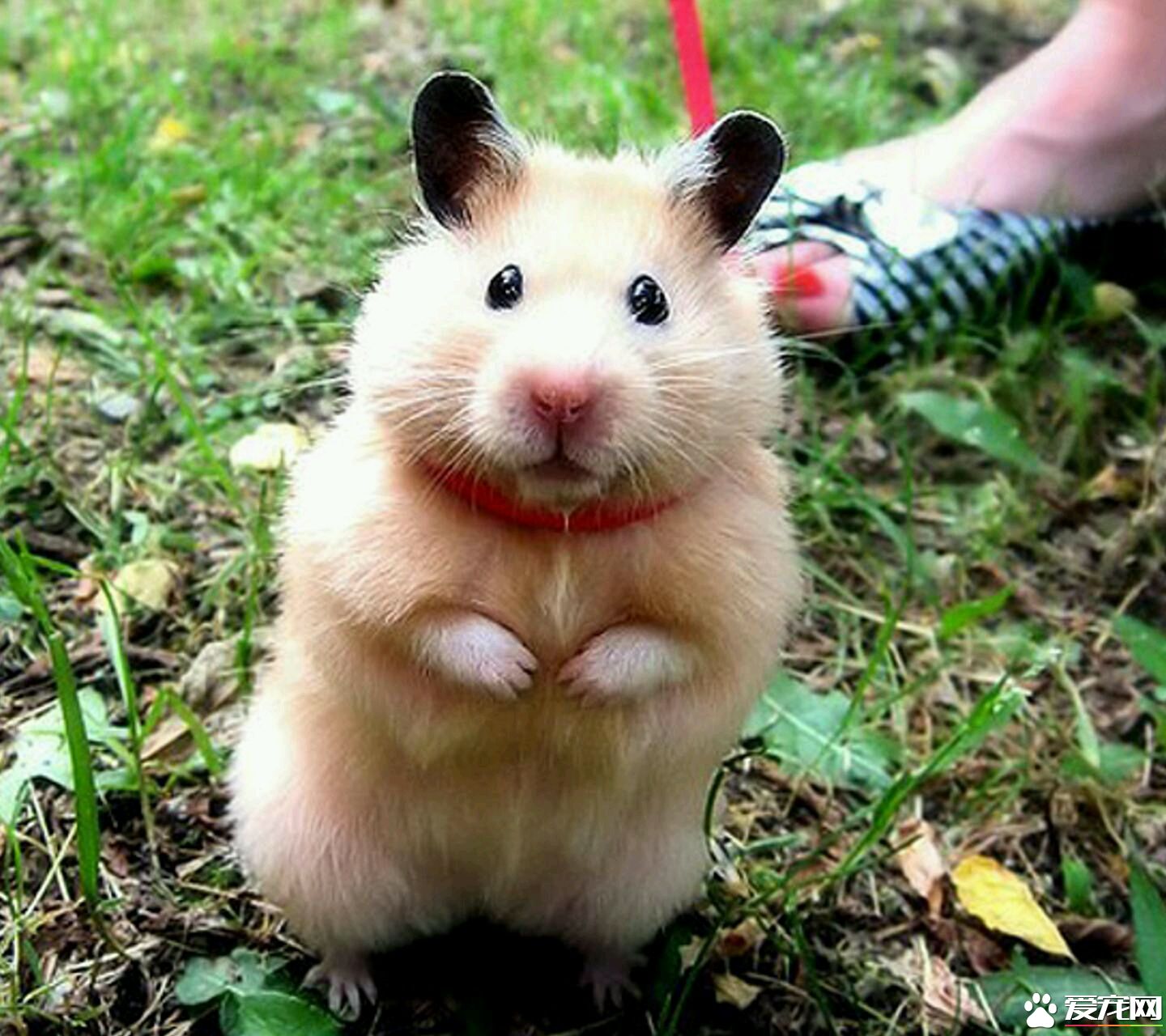 鼠中大可爱——金丝熊,了解一下嘛?