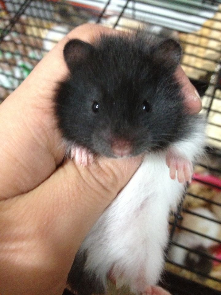 鼠中大可爱——金丝熊,了解一下嘛?