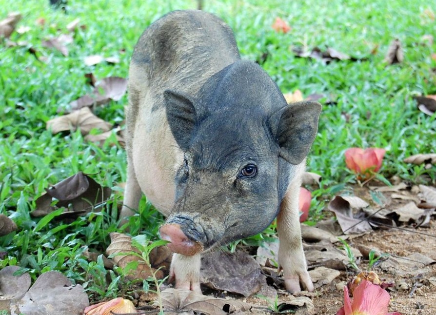到海南不能错过的美食"五脚猪"