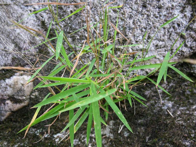 跟竹叶很像的植物图片图片