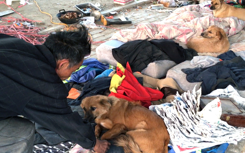 流浪汉收养一百多条流浪狗,自己一天只吃一顿饭,狗却顿顿吃肉
