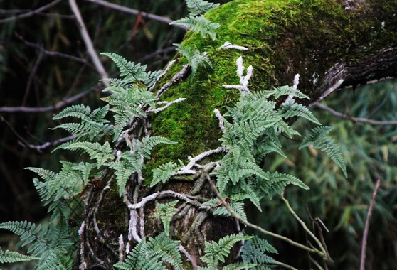 农村这种野草,人称"上树蛇",只长在树上,是风湿良药