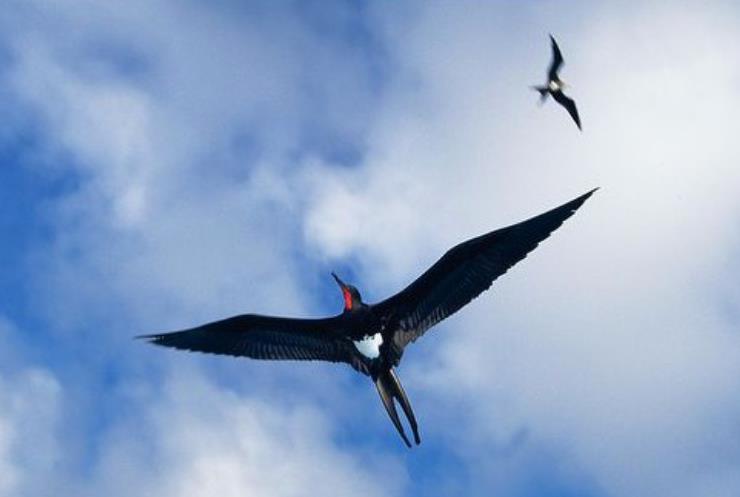 6种濒临绝迹的生物,第3种仅在中国小范围存在