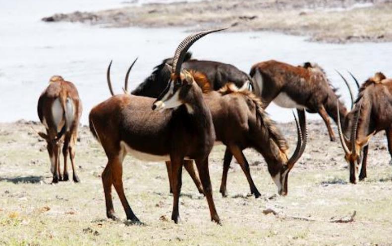 6种濒临绝迹的生物,第3种仅在中国小范围存在