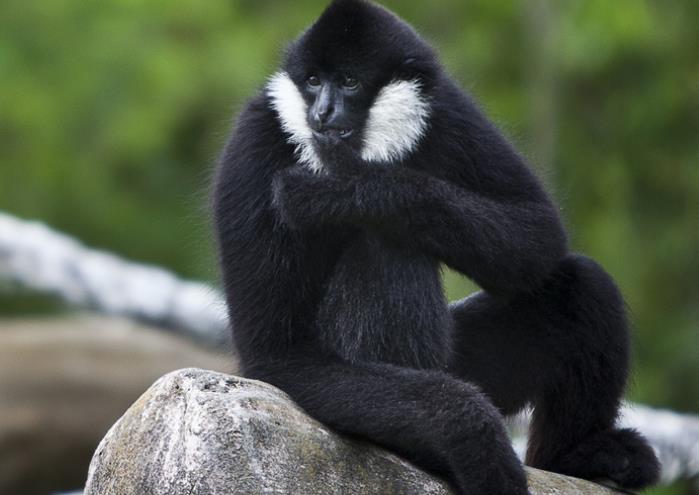 6种濒临绝迹的生物,第3种仅在中国小范围存在