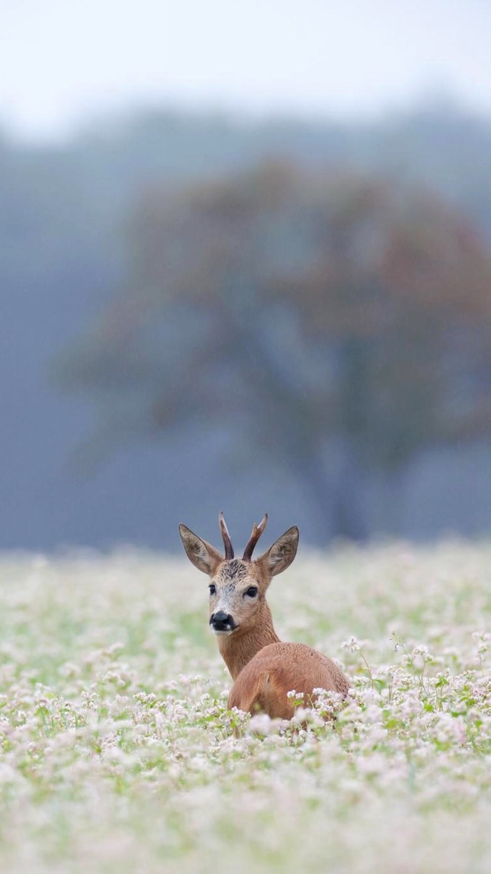 手机壁纸:深山的鹿,不知归处,万般皆苦,只可自渡