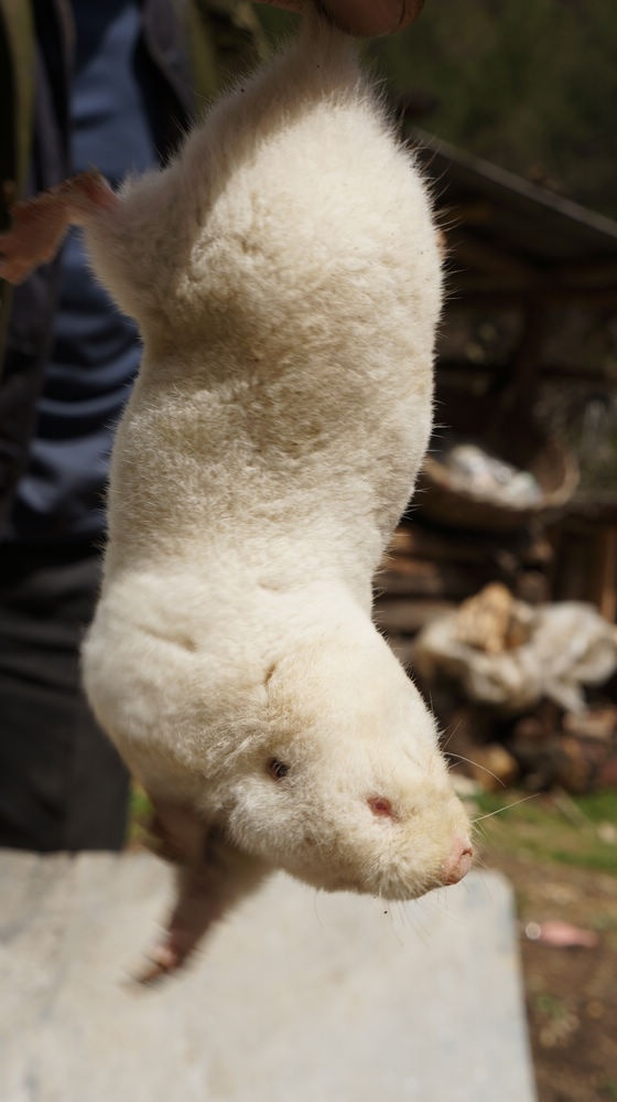 山溪潮汐是神农架一大奇观,潮汐是由月亮对地球的引