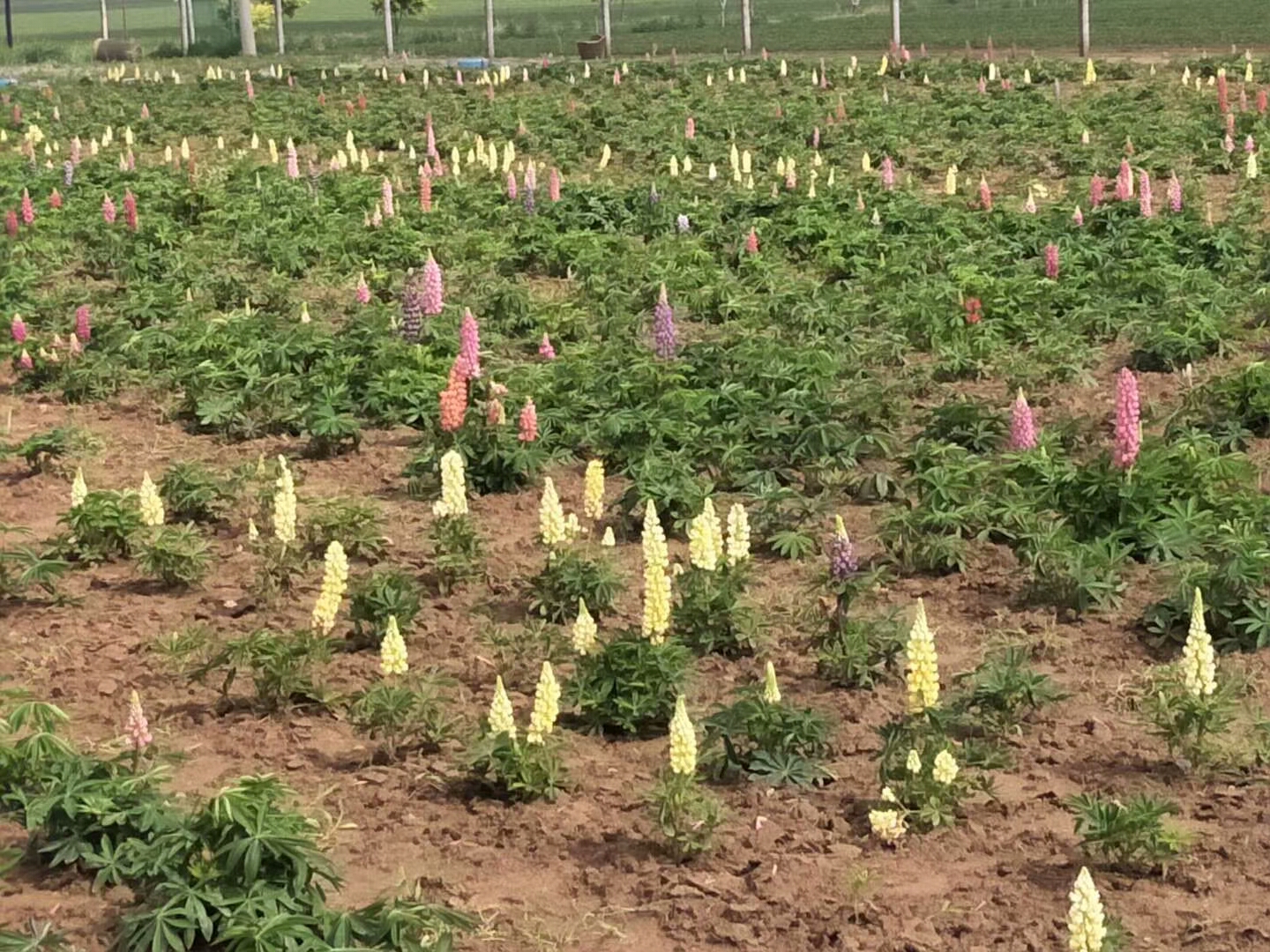 左看右看鲁冰花原来是这样子的