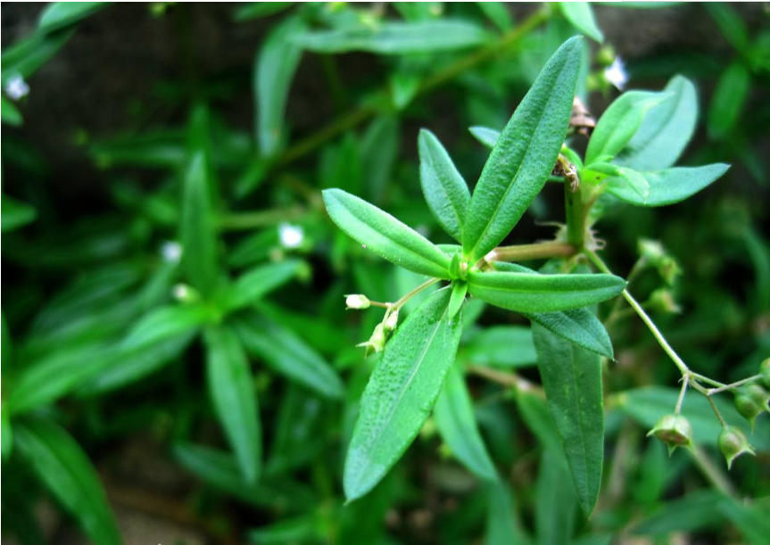 柳蒿 它是"山野菜之王,美容降压抗衰老,便宜而且美味,营养丰富:富含