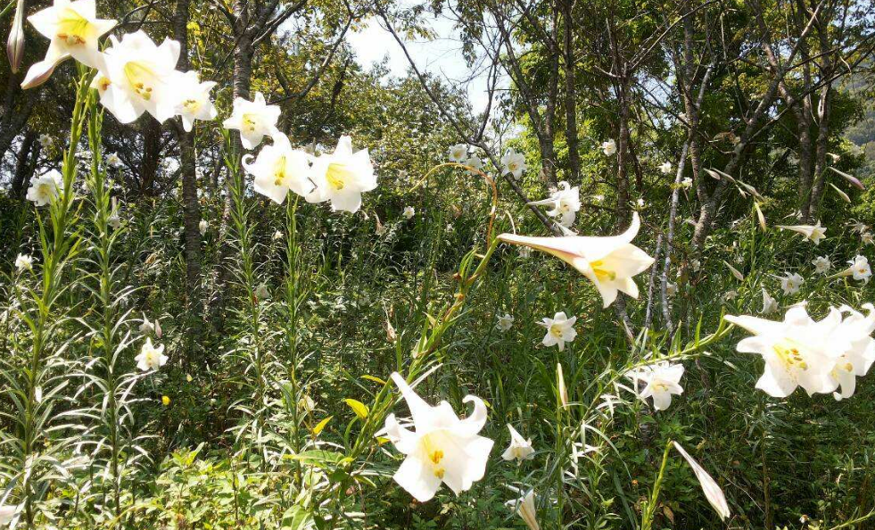 和平百合植物:关心和平百合技巧