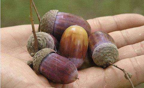 青冈树果子特别像板栗,只是个头比板栗小,形状是圆的而已.