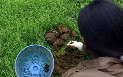 泰国这种饮品不太受中国游客欢迎,为什么呢?