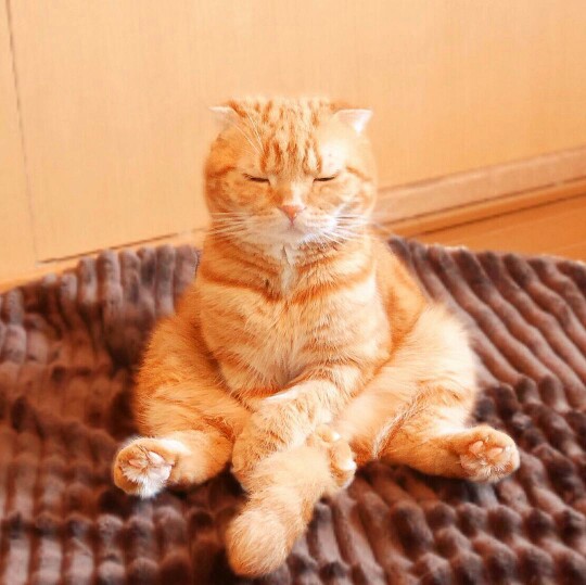 网友养了一只猫,猫喜欢坐着冥想,猫经常在家里这样,闭着眼睛坐着,开始