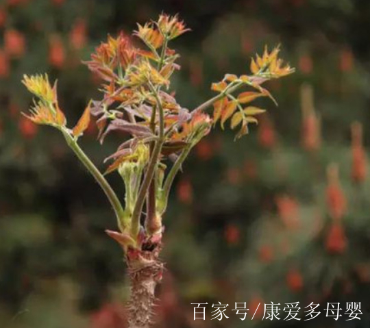 刺老包不但是營養豐富,味美可口的純天然綠色木本野菜