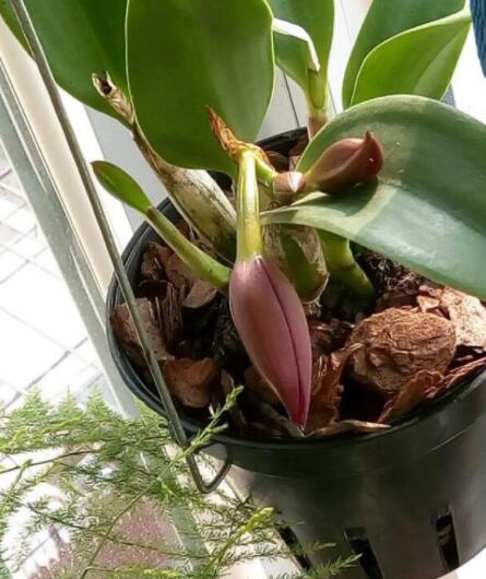 其实卡特兰是可以半水培的,今天就来说说它的栽培要点