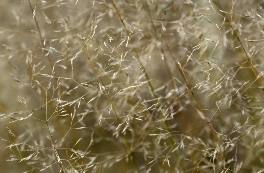 它是珍贵的金丝草,看到请别踩,因为现在已经不多了 金丝草,别名落苏