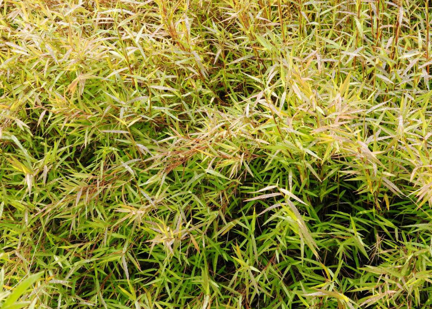 它是珍贵的金丝草,看到请别踩,因为现在已经不多了 金丝草,别名落苏