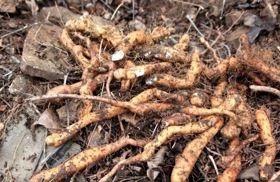 农村很不起眼的野草,地下却藏着"穿龙薯蓣",只有老农民才知道