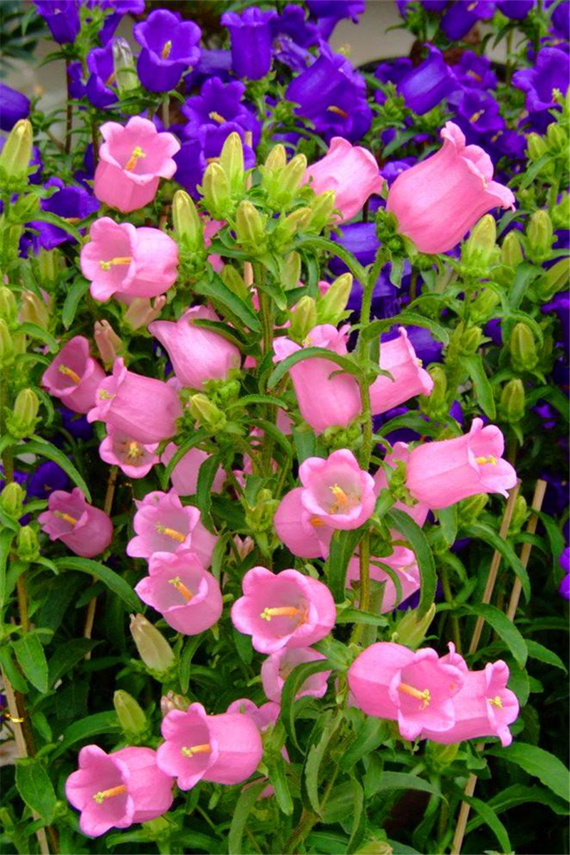 美丽风铃草,青春永不老 转载自百家号作者:摄影同盟