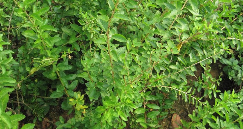 这种树不值钱,果子卖得很贵,叶子营养价值也很高,却常被忽视