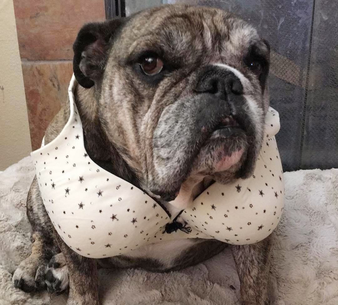 跟着我一起来看小阿牛的可爱照片吧!