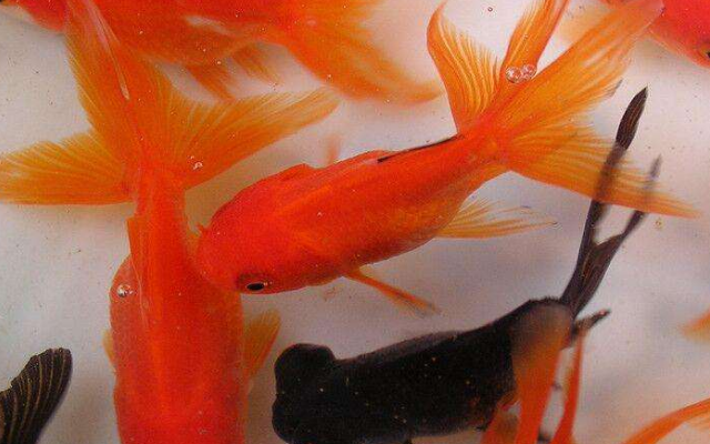 鹤顶红金鱼如何喂养?有几点一定要注意