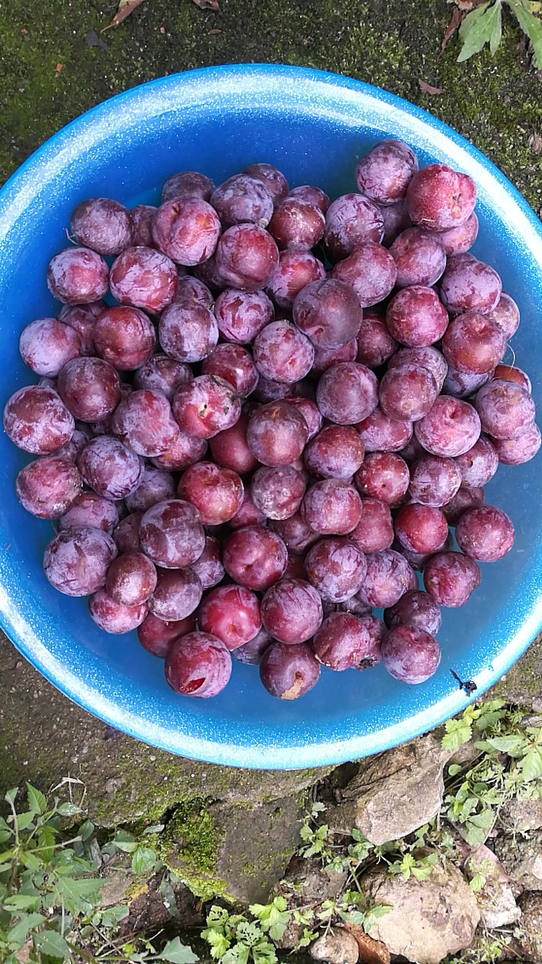 吃李子要讲究方法的,皮不吃,吃里面的果肉,吃多了容易拉肚子哦