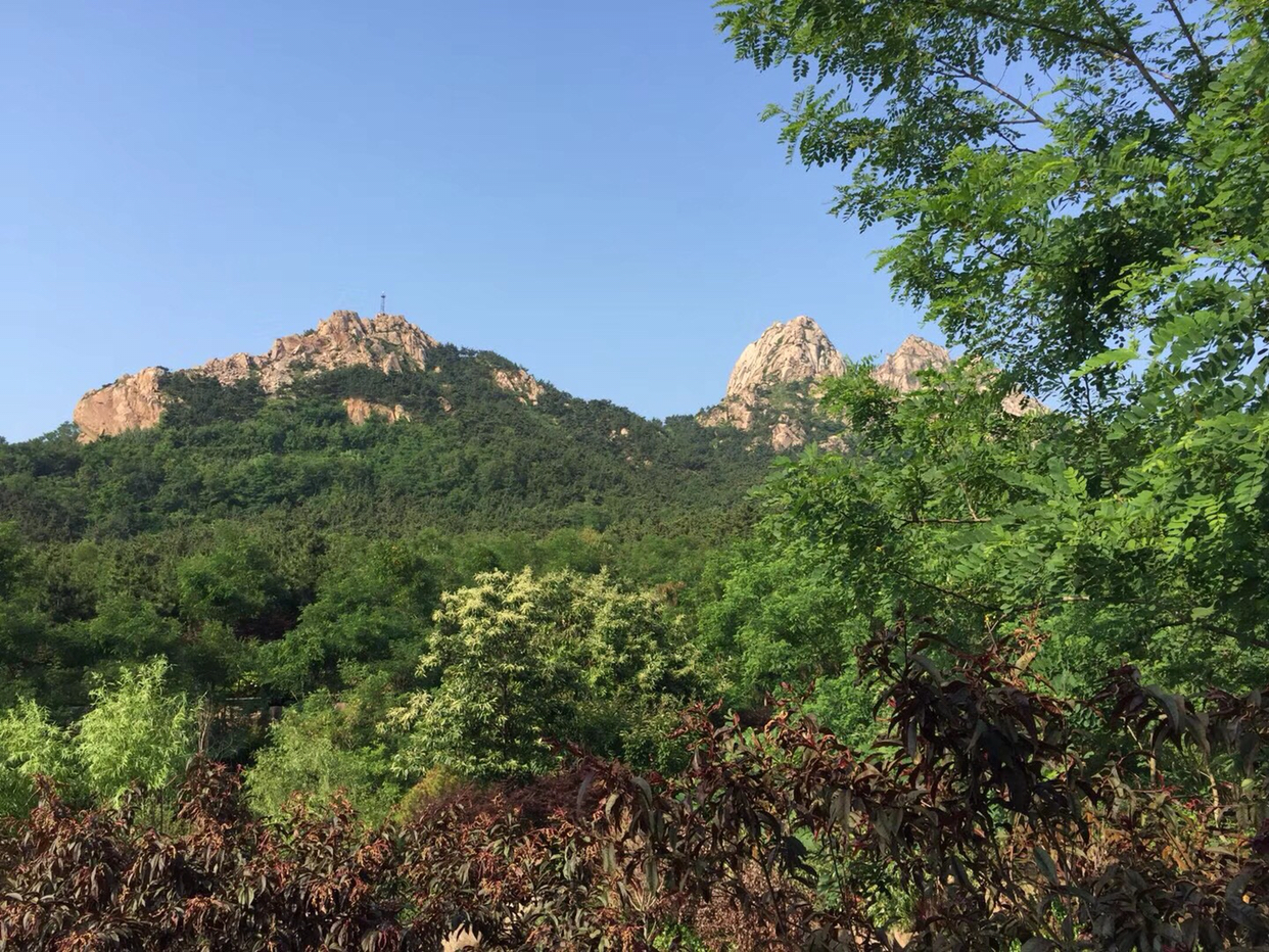 枝繁葉茂的浮山森林公園(青島)