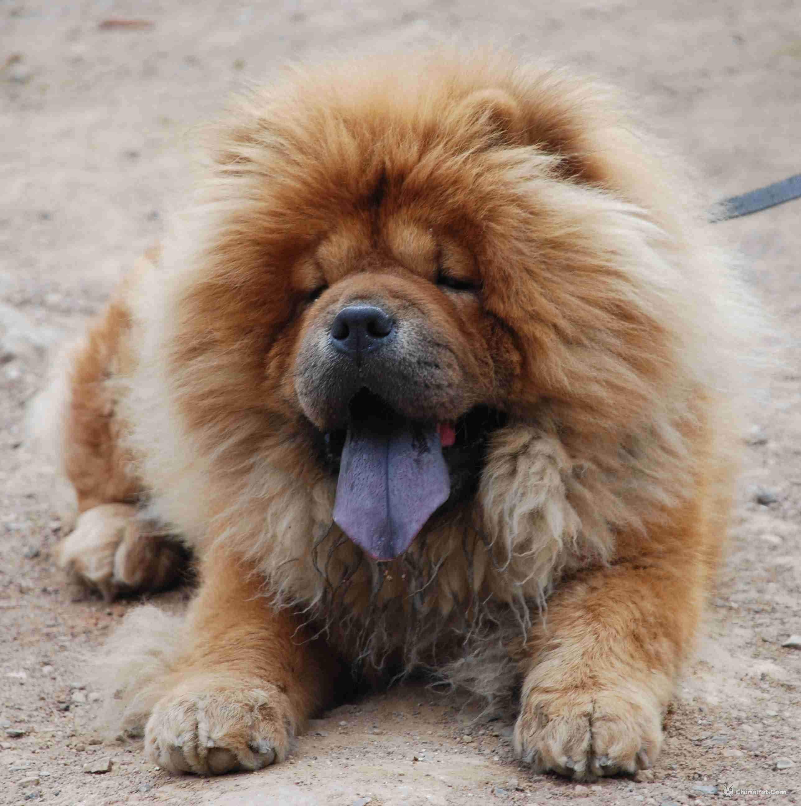 同是萌犬,为什么很少有人养松狮?很简单,原因有这4点