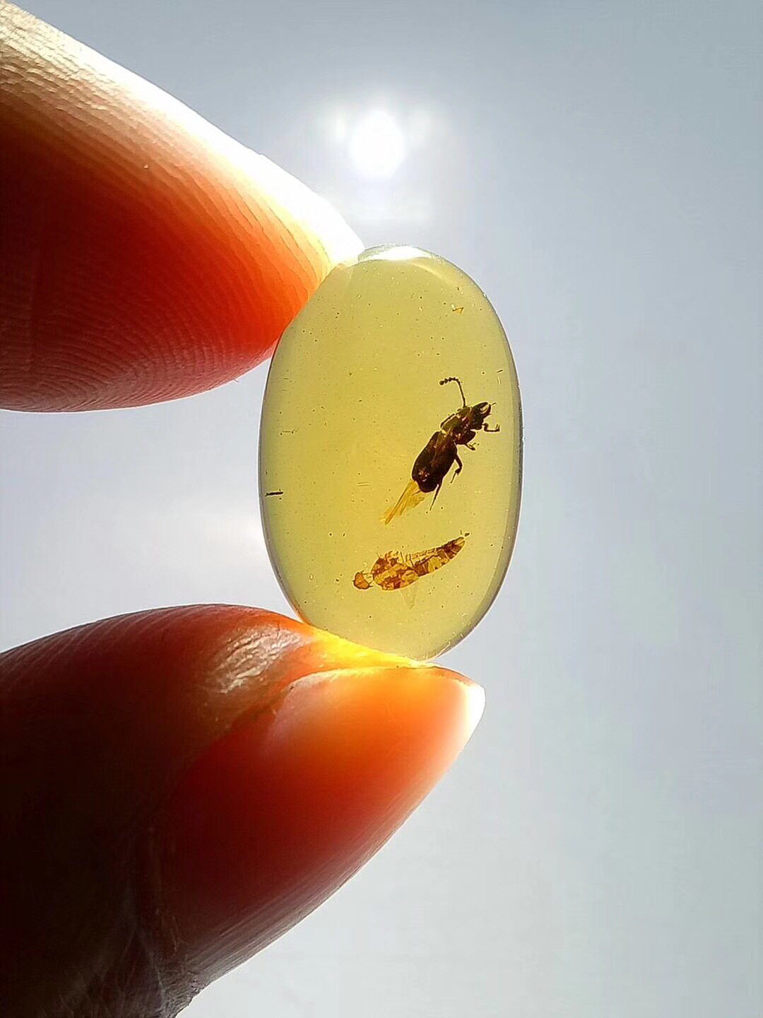 琥珀中的稀少甲虫,看这大钳子,好牛逼,钳子上的绒毛都清晰可见
