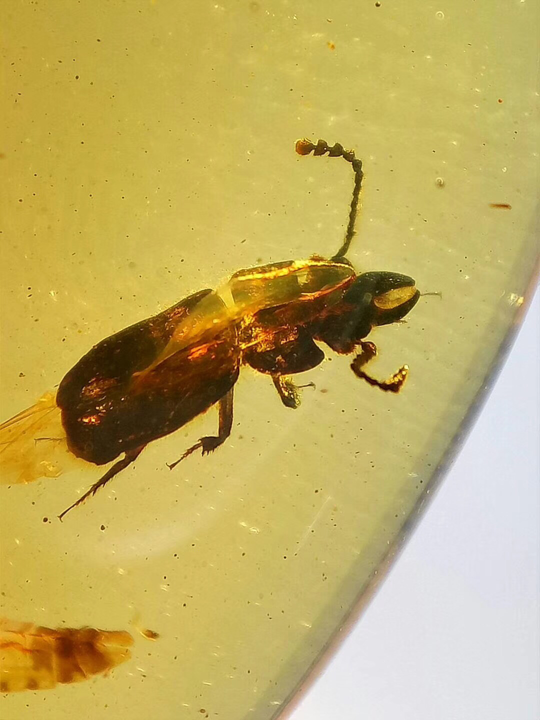 琥珀中的稀少甲虫,看这大钳子,好牛逼,钳子上的绒毛都清晰可见